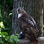 A red-tailed hawk caught a pigeon right in front of us at the May 2010 Water Walking tour (photo: Dan Dugan) Hawk with pigeon in talons